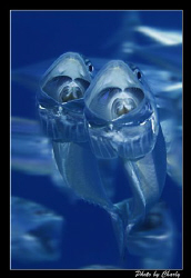 duet by Charly Kotnik 